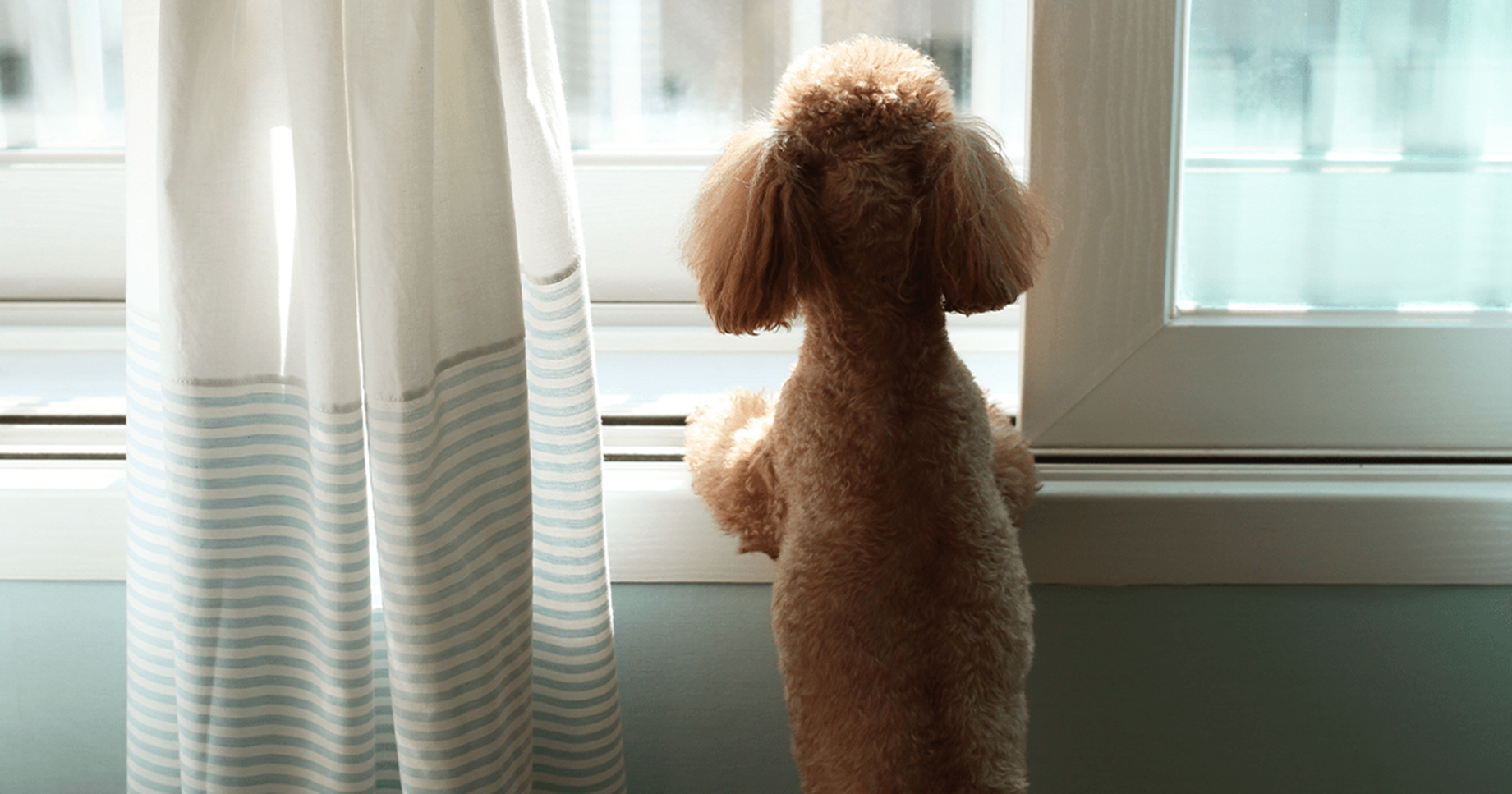cão na janela