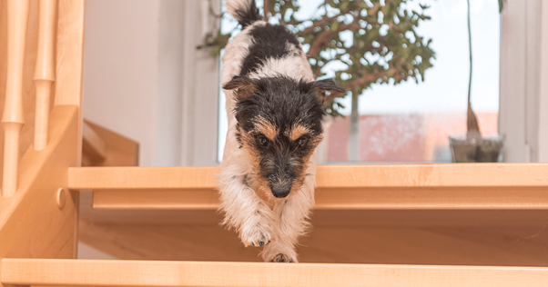 cão pequeno correndo por uma escada aberta