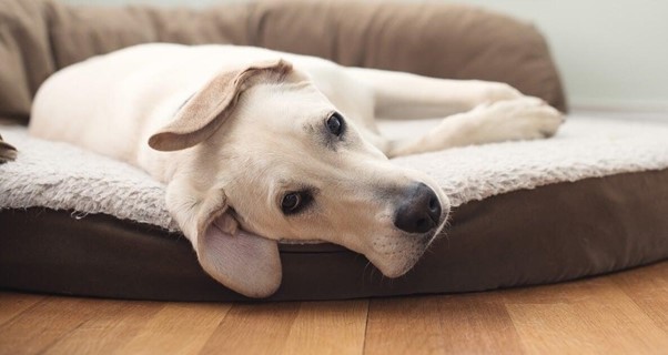 cão pequeno deitado em uma cama confortável