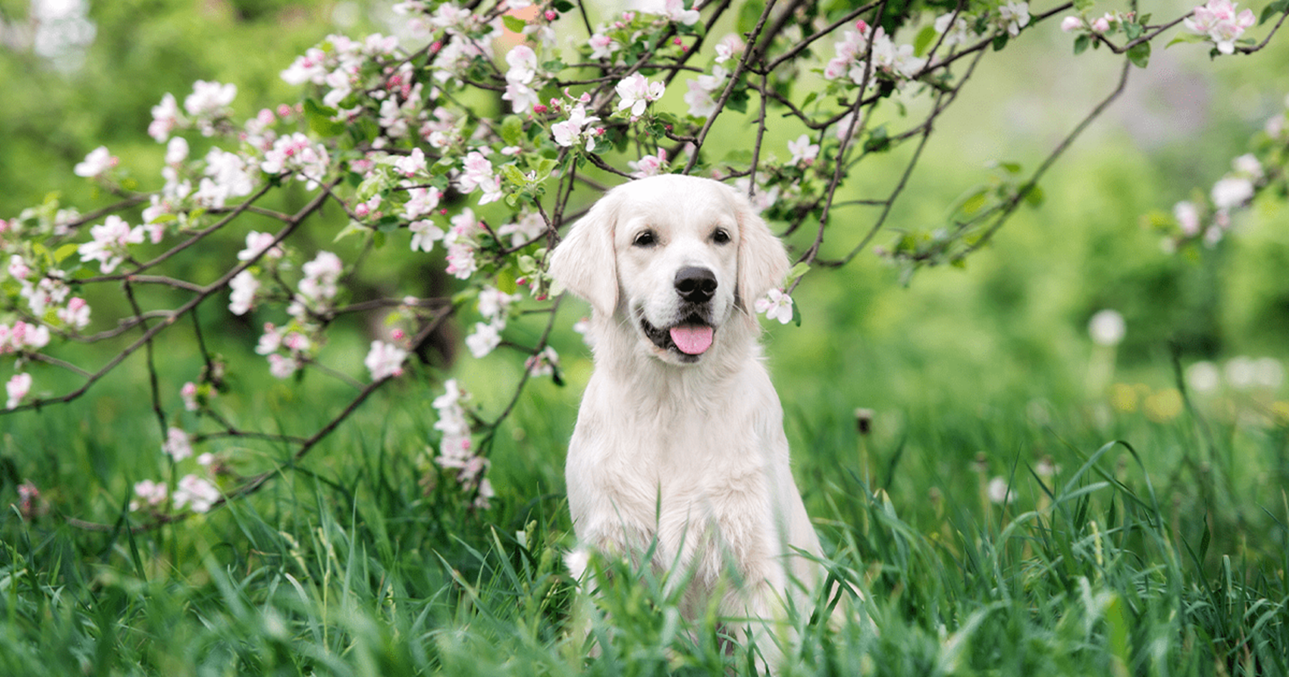 cão pequeno sentado na grama sob um galho de árvore com flor