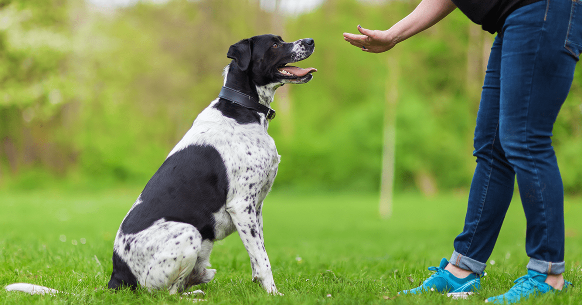 cão preto e branco sendo treinado para sentar usando movimentos das mãos e sinais visuais.
