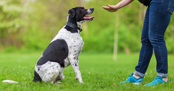 cão preto e branco treinando ao ar livre