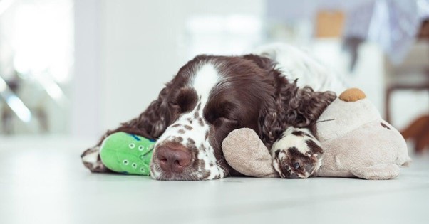 cão relaxado deitado em cima de alguns brinquedos para cães