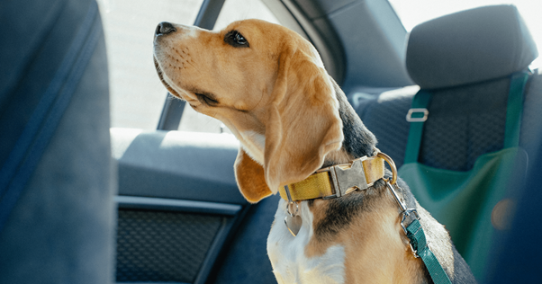 cão seguro no carro