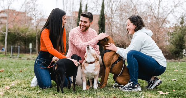 cão socializando