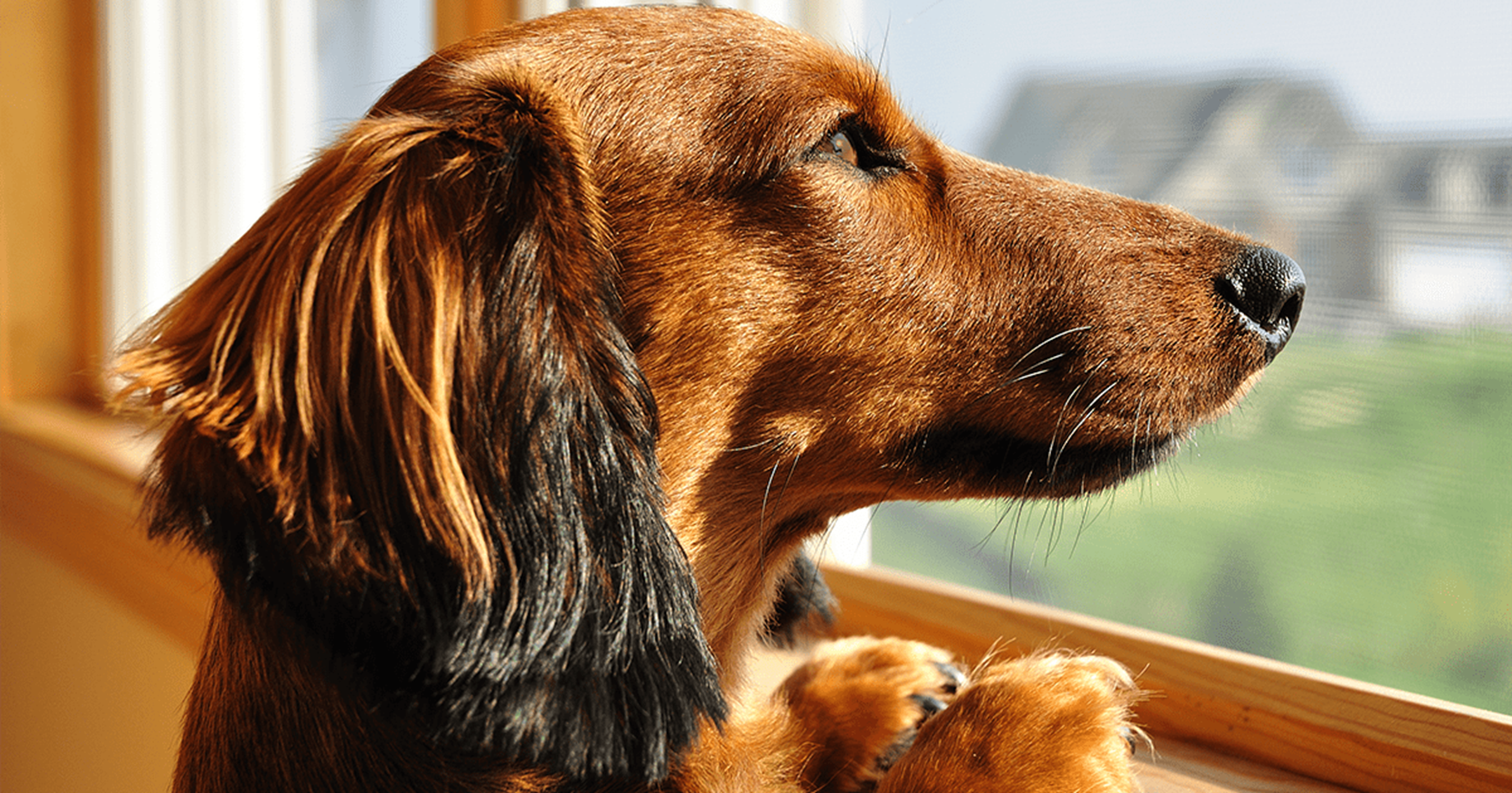 cão sozinho em casa-1