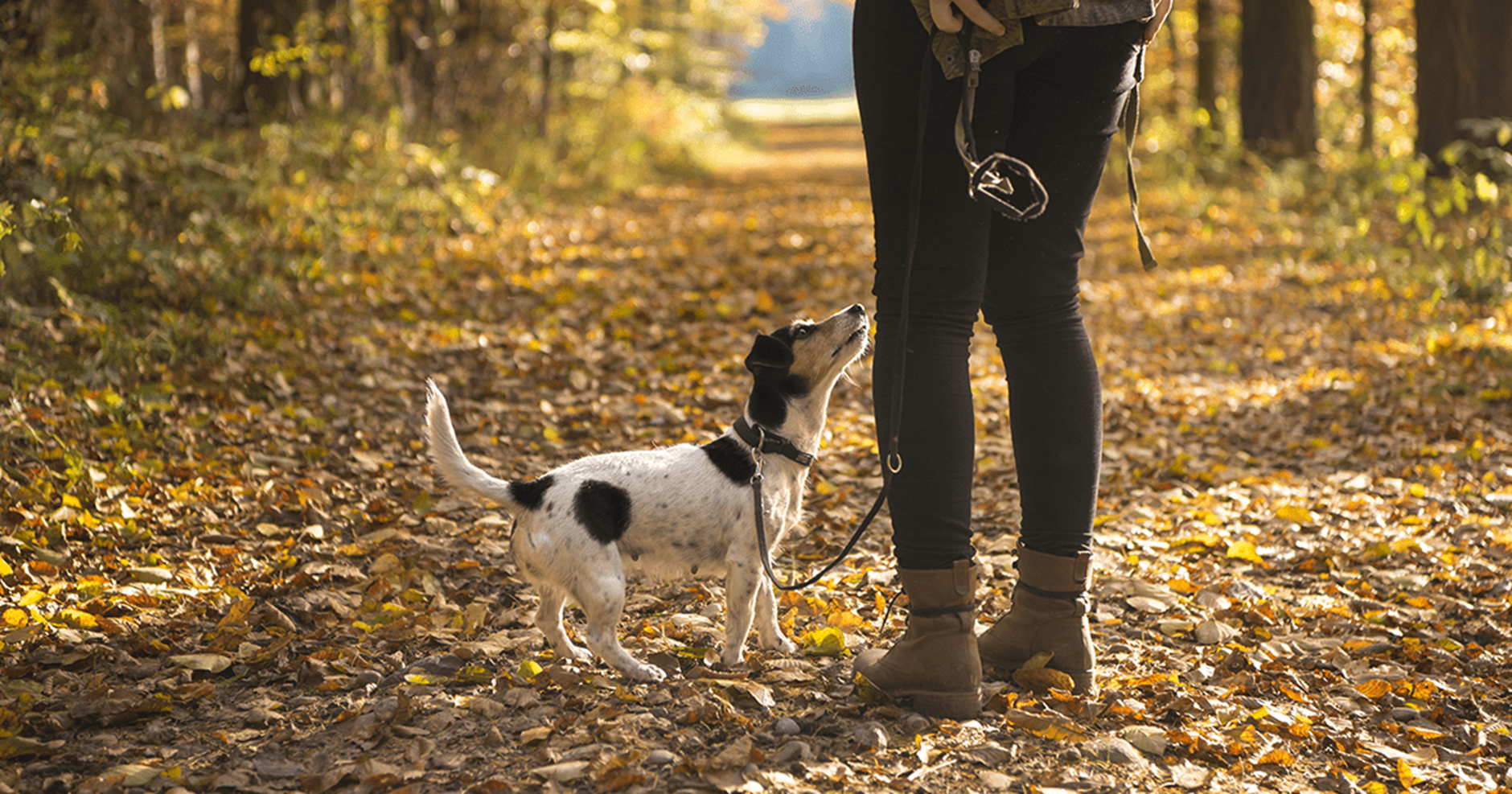 cachorro com tutor em passeio no outono