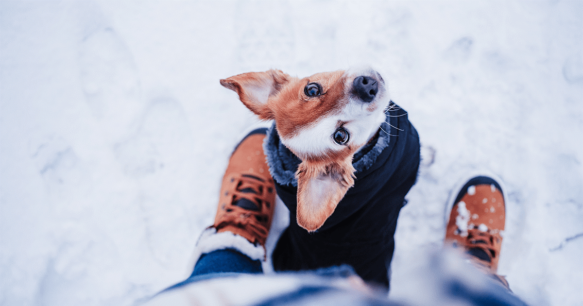 camminare con il cane nelle stagioni fredde
