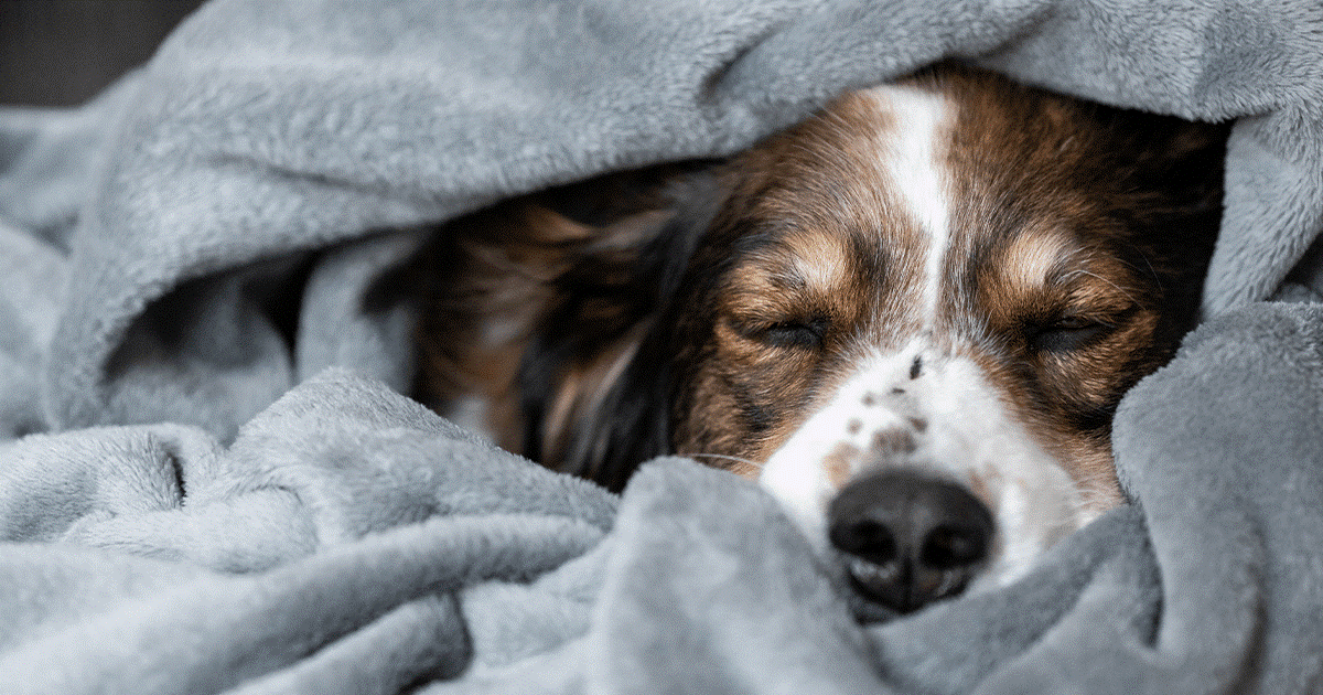 cane avvolto nelle coperte