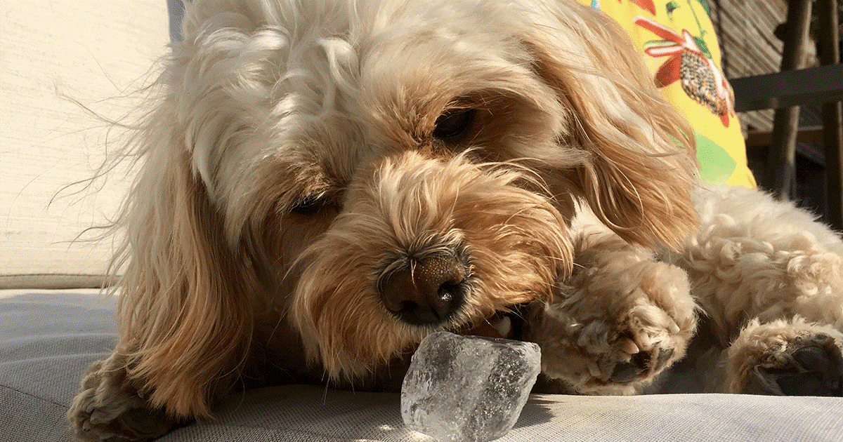 cane beige che mangia vubetto di ghiaccio al sole