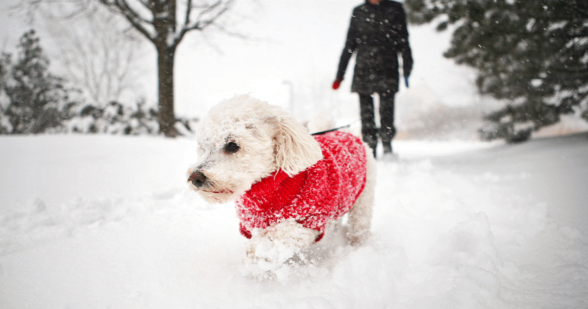 cane bianco con i frisè con il cappotino rosso che cammina nella neve