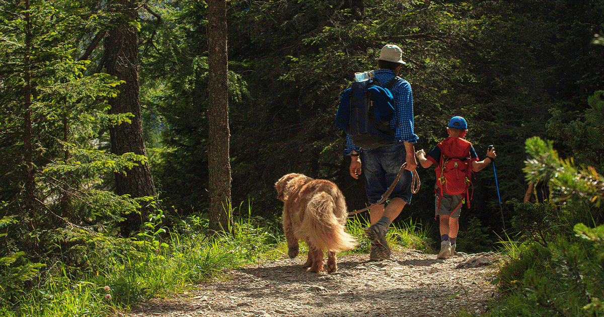 cane cammina nella foresta con papà e bimbo