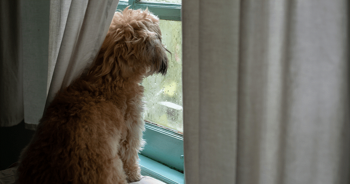 cane che guarda dalla finestra