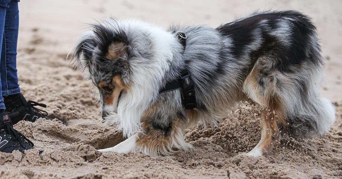 cane che scava nella sabbia accanto a un essere umano.