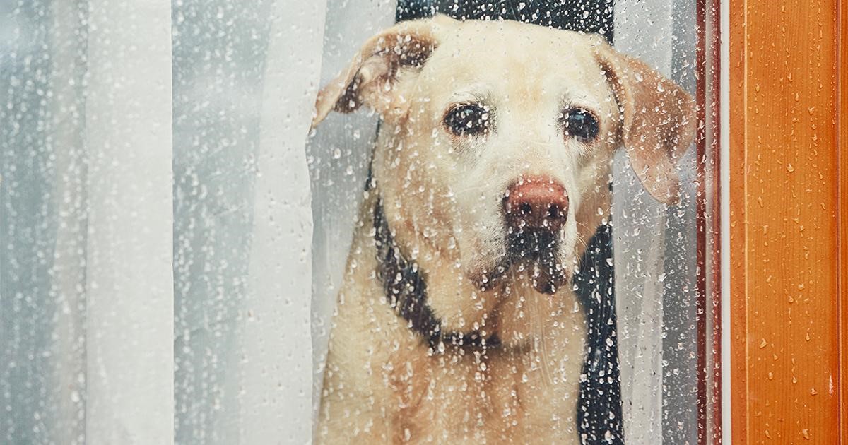 cane dorato che guarda la pioggia fuori da una finestra.