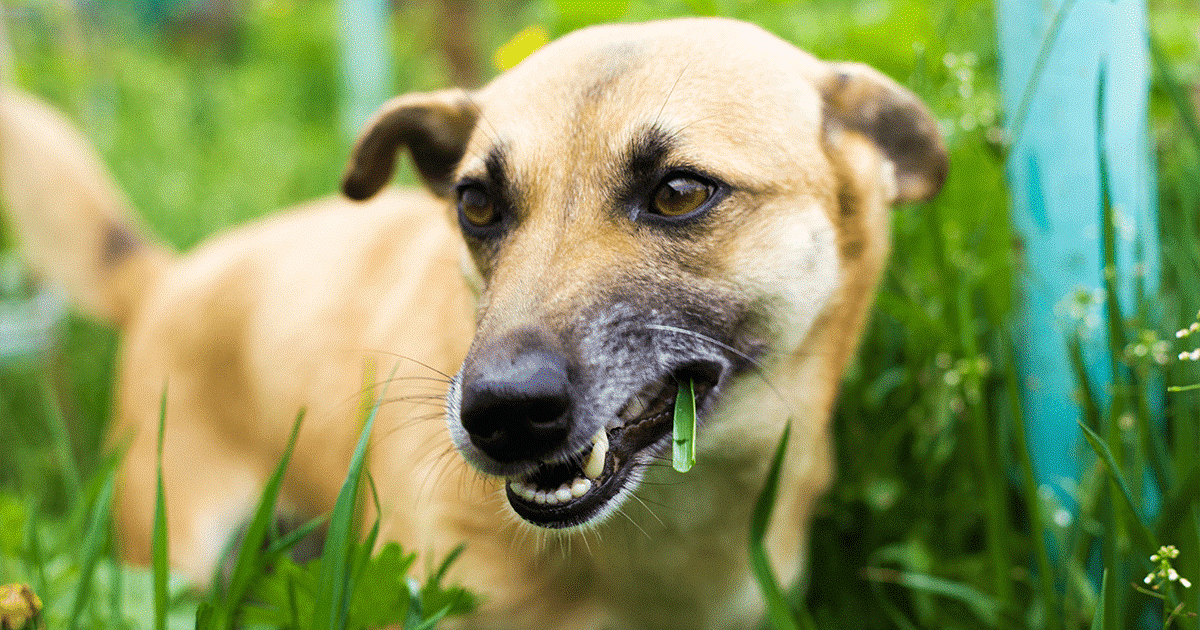 cane mangia erba