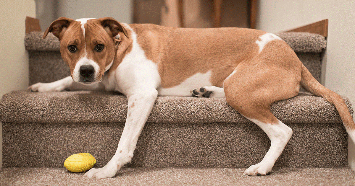 cane marrone e bianco sdraiato sulle scale.
