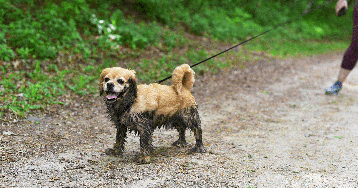 cane nel fango con il suo padrone