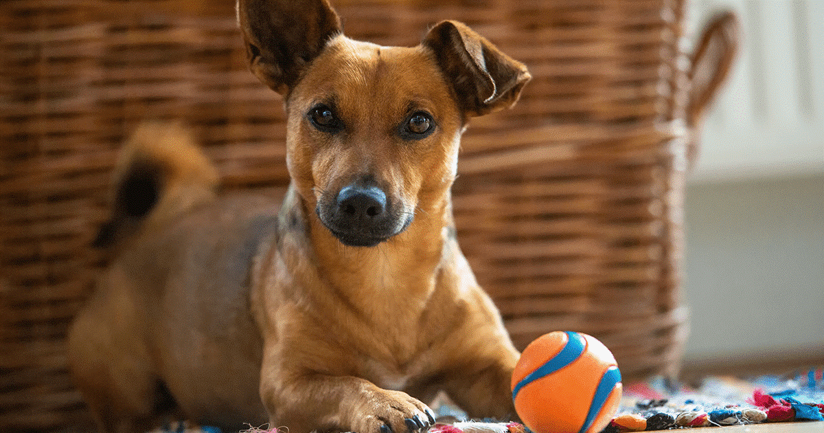 cane piccolo che gioca con la palla in casa