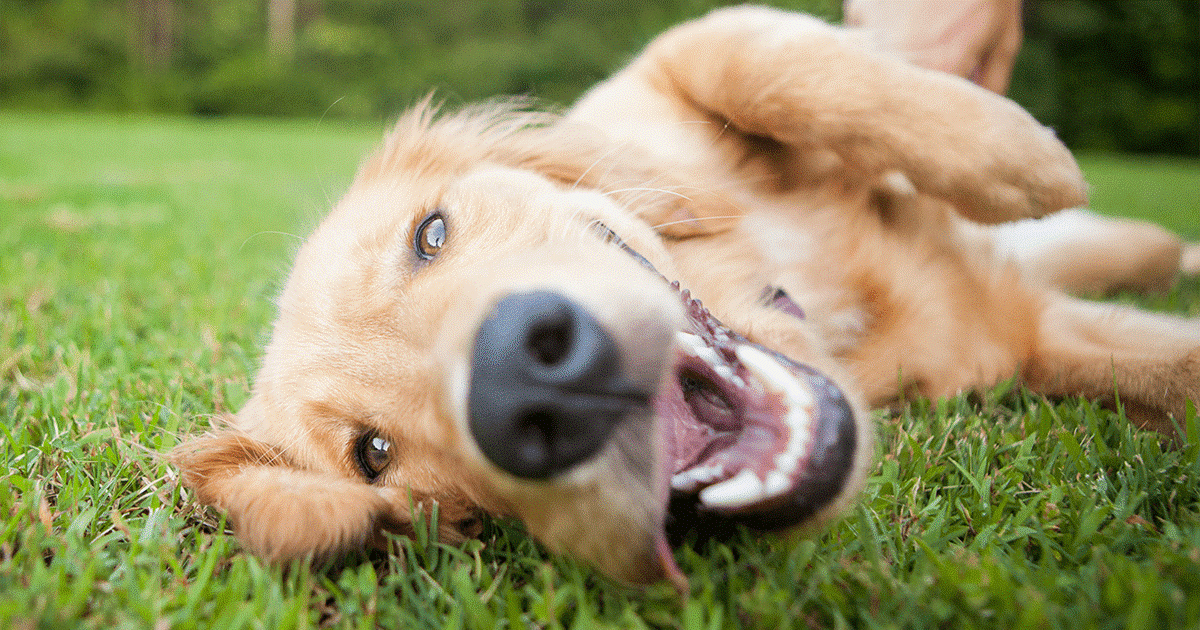 cani mangiano l’erba