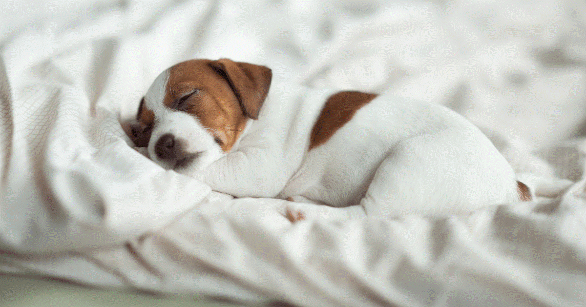 I Cani Sognano E Quanto Dormono 