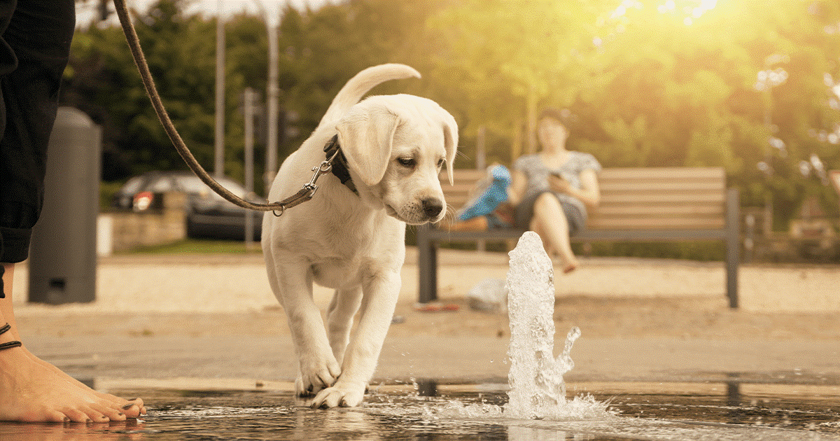 cucciolo che guarda una fontana d’acqua