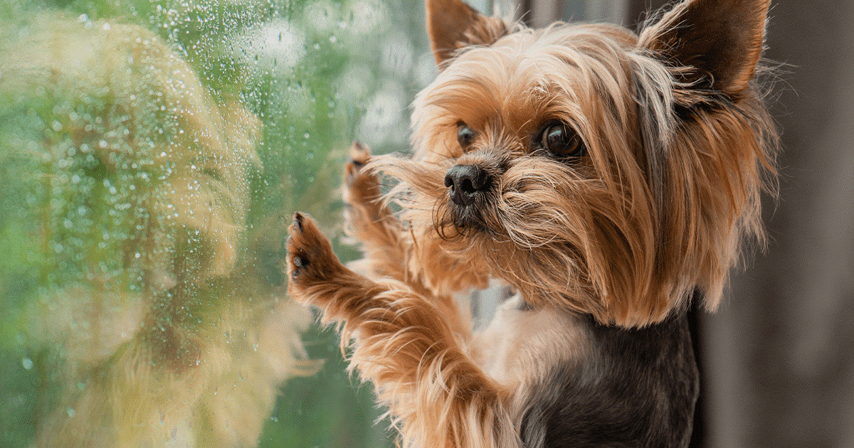 cucciolo con le zampe alzate sulla finestra mentre guarda la pioggia fuori