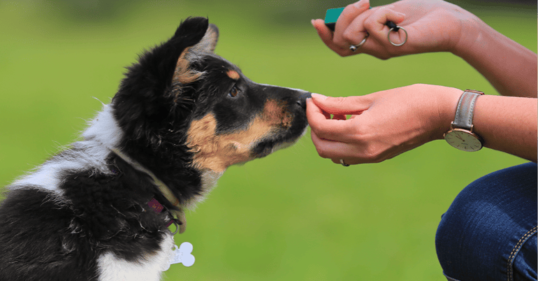 dog and treat