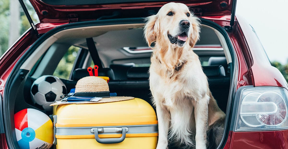 Hund im Auto transportieren: Vorbereitung
