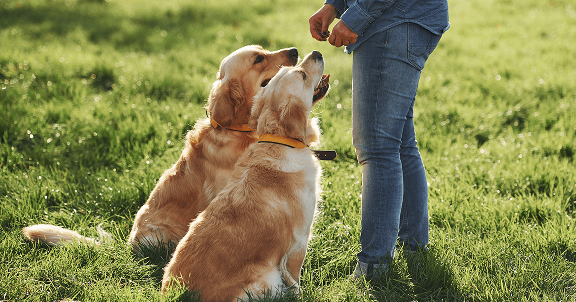 dois cães com coleiras curtas em um parque ensolarado com o dono