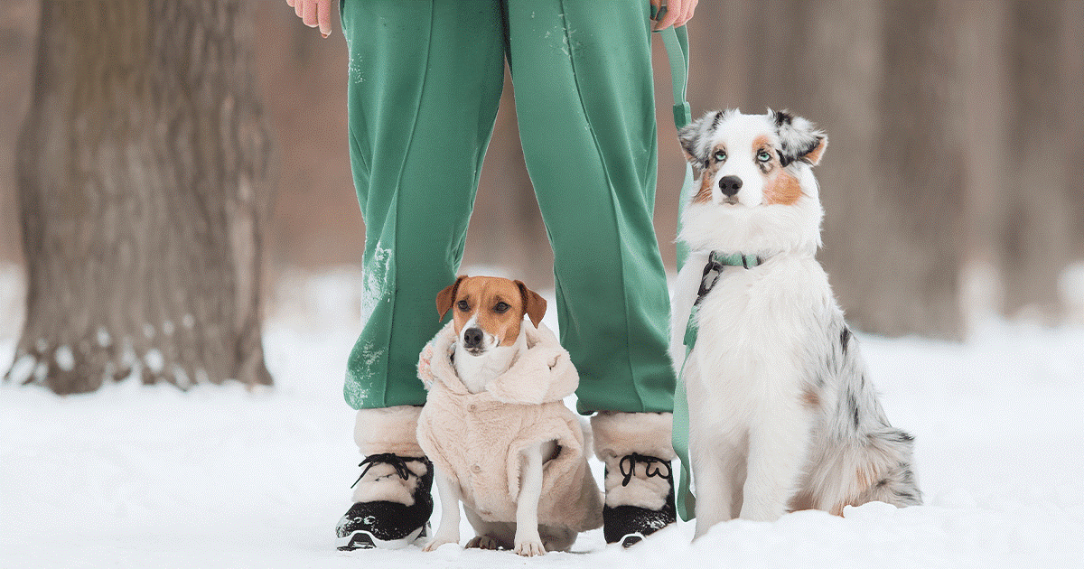due cani nei loro cappotti invernali