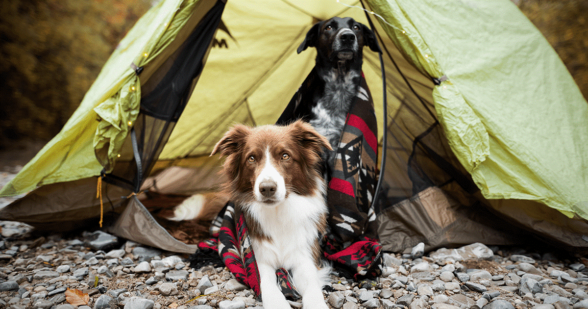 due cani seduti dentro una tenta fra le coperte