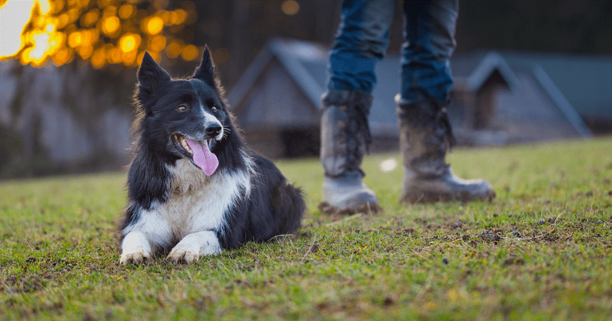 In Che Modo I Cani Ci Aiutano? La Storia Della Relazione Uomo-cane