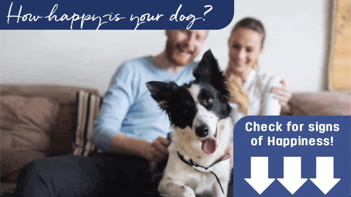 take quiz to check for dog happiness