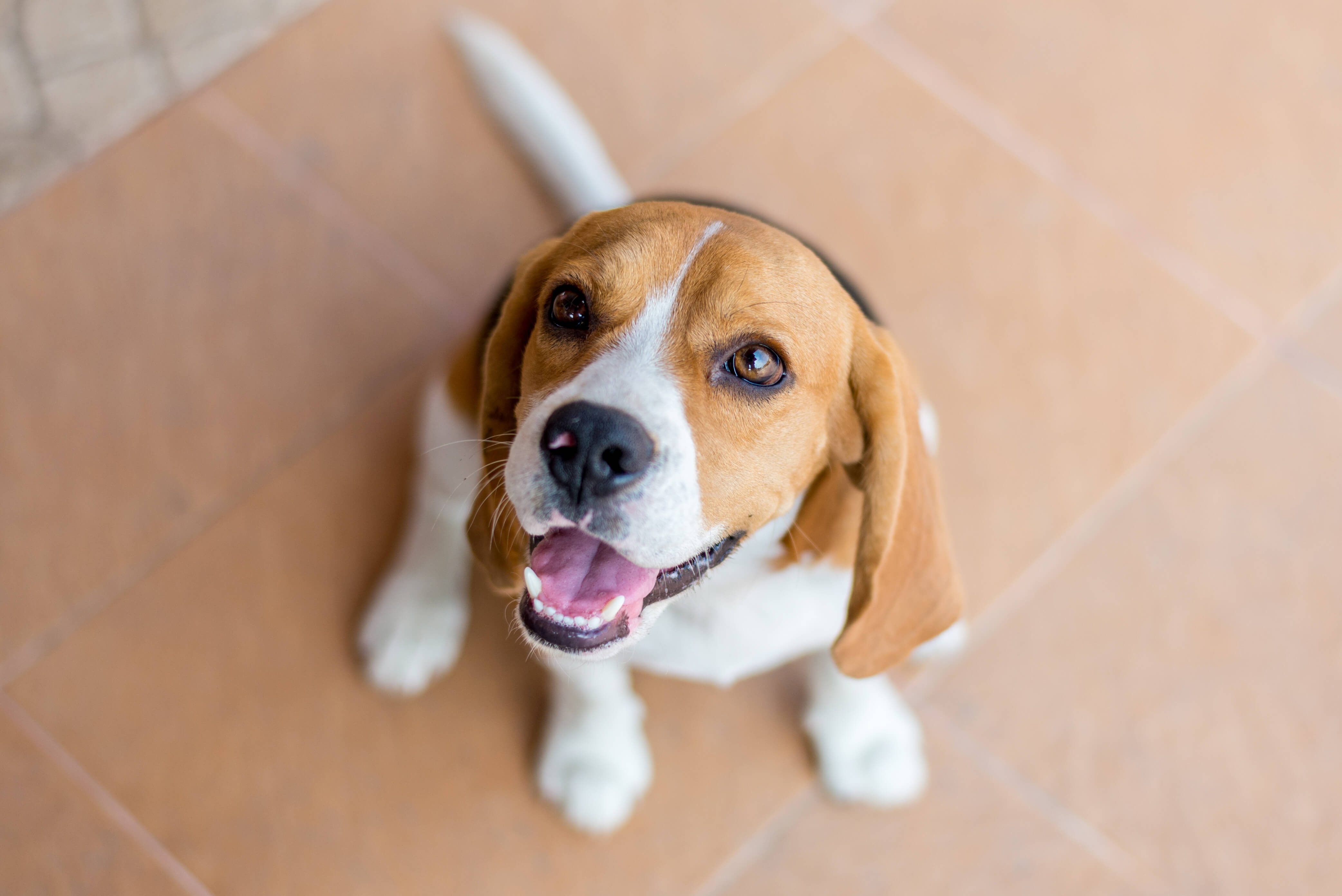 Lieblings-Hunderasse Beagle