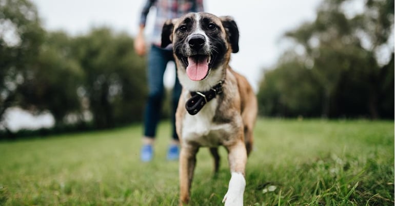 hundpaagræs