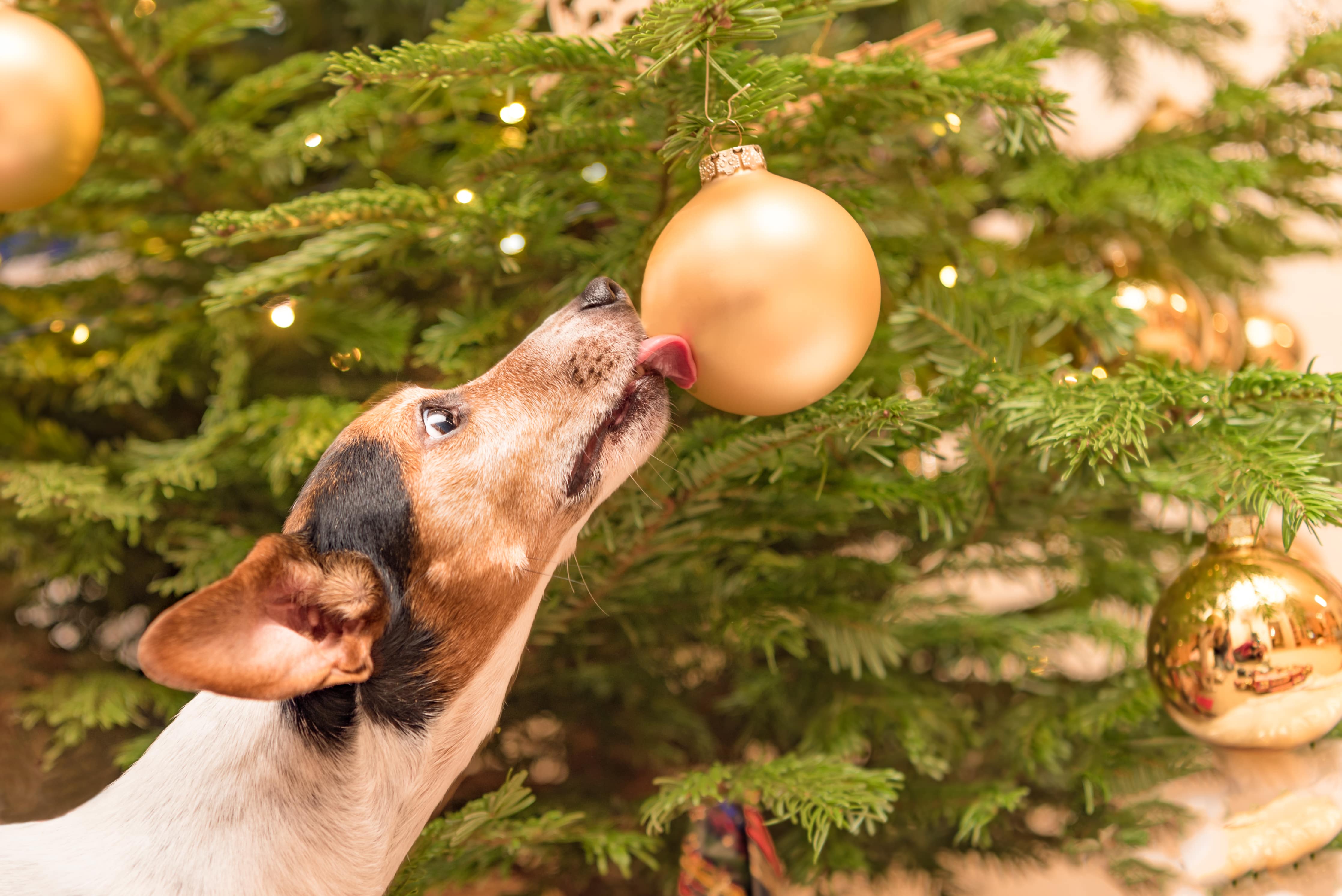 Weihnachten mit Hund, hundesichere Deko