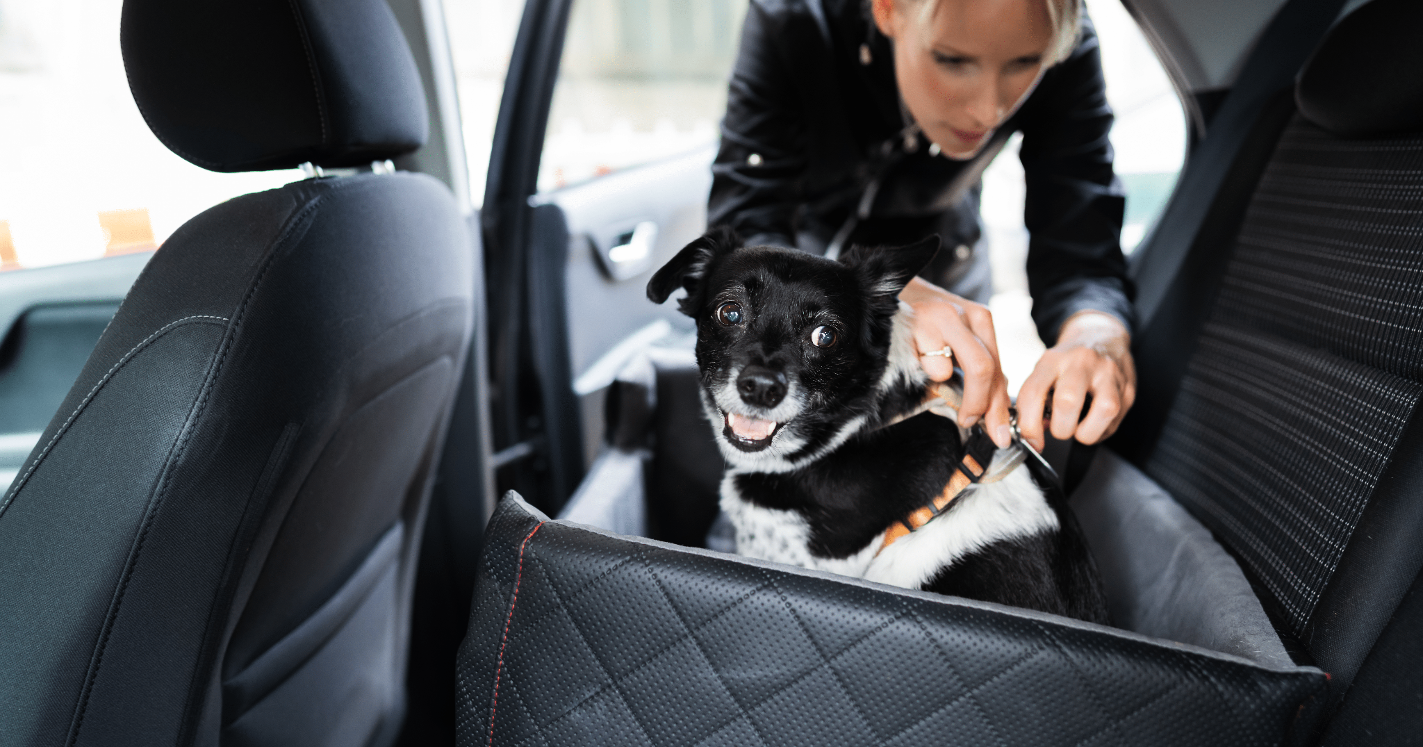 Ahora tu perro irá mucho más seguro en el coche con estos cinturones