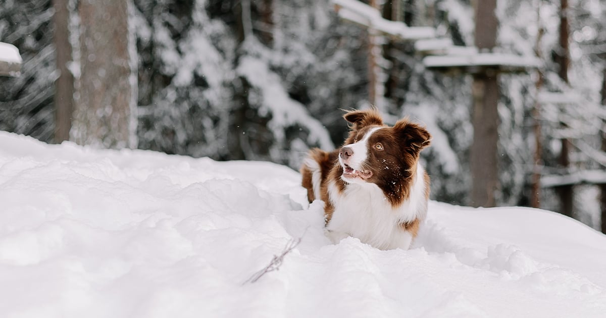 Australian shepherd hund ligger i sneen i en skov