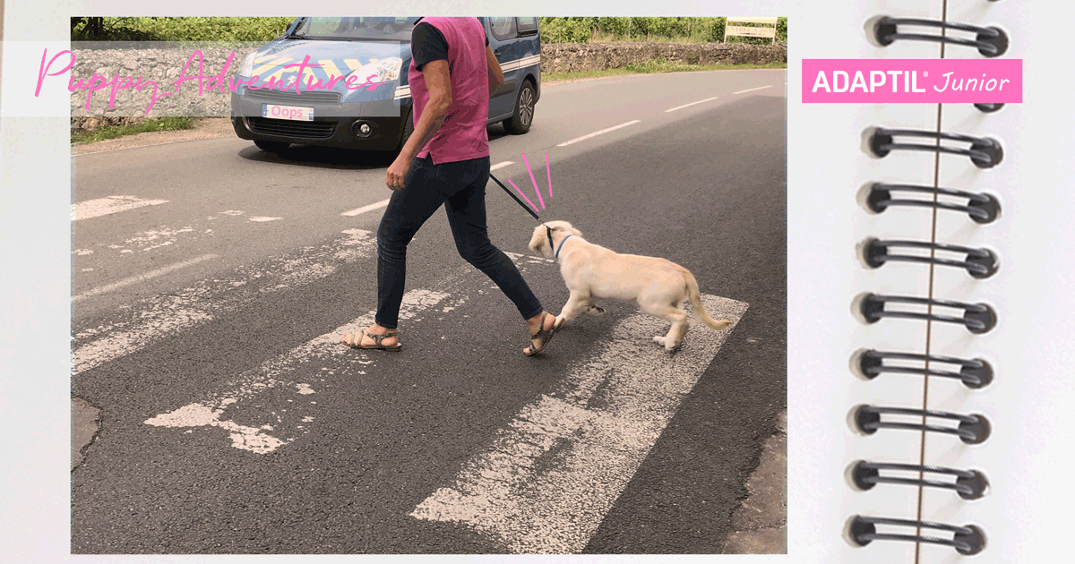 puppy_diary_crossing_the_road-1