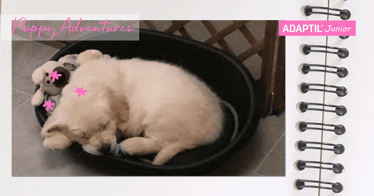 puppy_diary_first-night-1