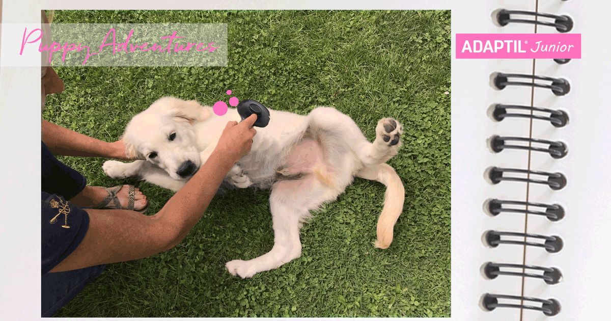 puppy_diary_grooming-1
