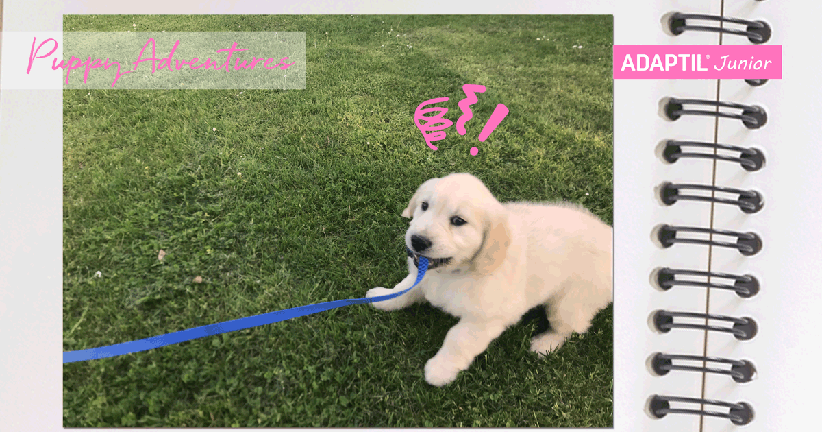 puppy_diary_leash_training-2-1