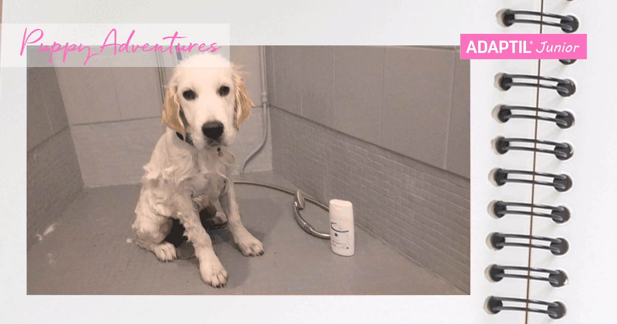 puppy_diary_shower