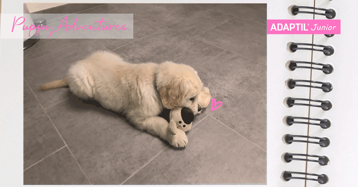 puppy_diary_teddy-bear