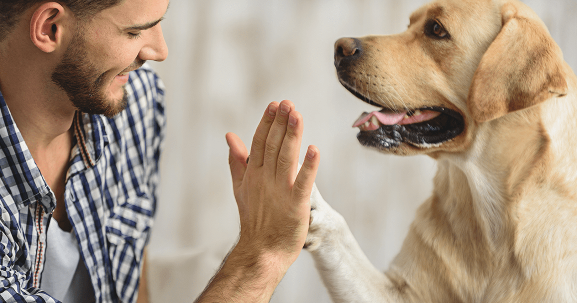 relacionamento entre tutor e cão