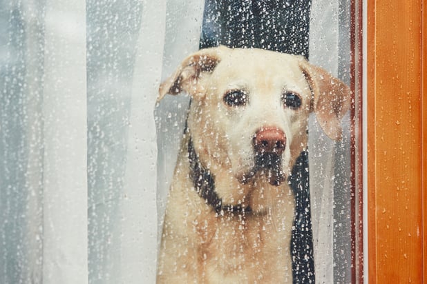 Golden dog looking out of a window at the rain.