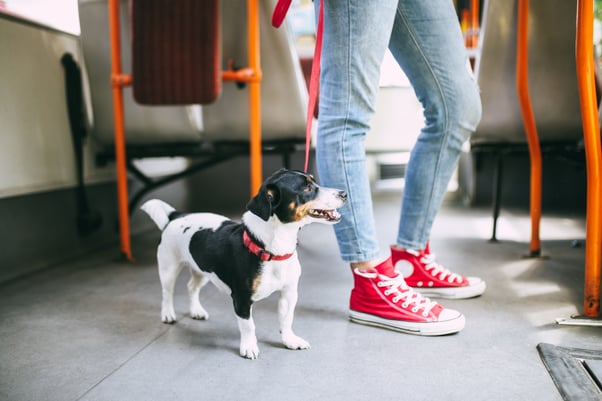 Jack Russel terrier on bus with human.