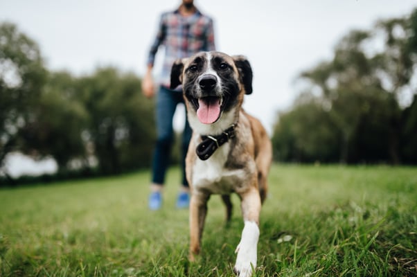 Dog outdoors with a man.