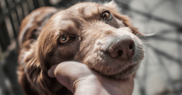 Close-up image of dog resting it's chin in owner's palm outdoors